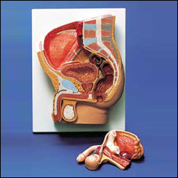 HUMAN MALE PELVIS SECTION