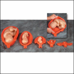 UTERUS W/FETUS MODEL SET