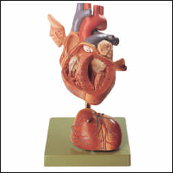 HUMAN HEART MODEL