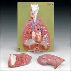 LUNGS WITH HEART,DIAPHRAGM & L"