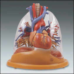 HEART-LUNG TABLE MODEL