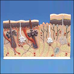 DERMATOLOGY