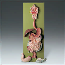 DIGESTIVE TRACT