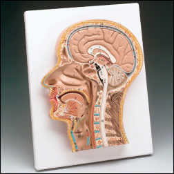 MEDIAN SECTION OF THE HEAD AND NECK