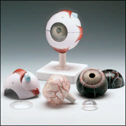 EYEBALL 7-PART