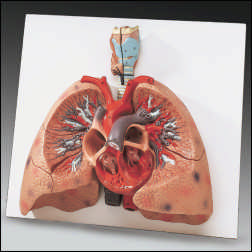 LUNGS WITH HEART