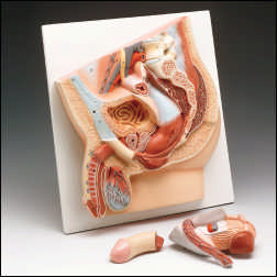 MALE PELVIS MODEL