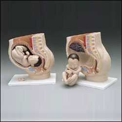 HUMAN PREGNANCY MODEL