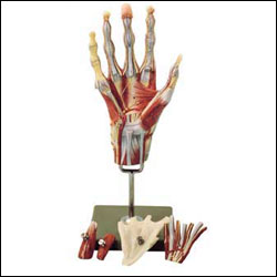 MUSCLES OF THE HAND