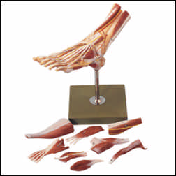 MUSCLES OF FOOT MODEL