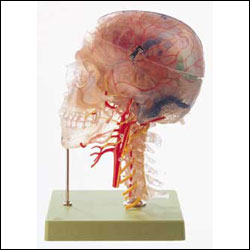 NEUROANATOMY HEAD MODEL