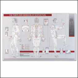 POINTS & MERDIANS OF ACUPUNCTURE 23"X36""