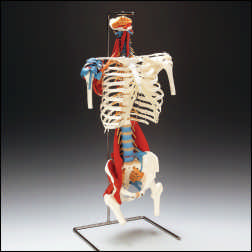 SKELETAL TORSO W/MUSCLES