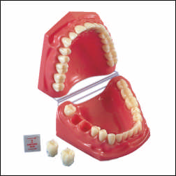 FLOSSING & BRUSHING TEACHING MODEL