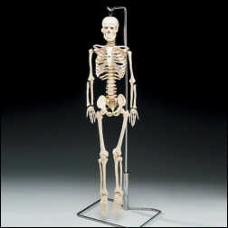 FLEXIBLE SKELETON W/NERVES & STAND