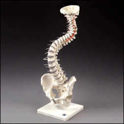 FLEXIBLE SOFT DISC SPINE W/STAND