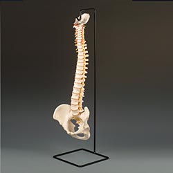 SPINE STAND