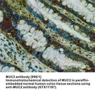 MUC2 antibody [996/1], GeneTex