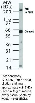 Dicer antibody, GeneTex