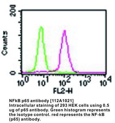 NFkB p65 antibody [112A1021], GeneTex