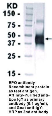 EPO antibody - 50µg, GeneTex