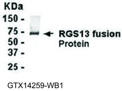 RGS13 antibody, GeneTex