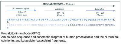 Procalcitonin antibody [6F10], GeneTex