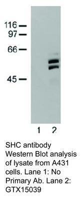 SHC antibody, GeneTex