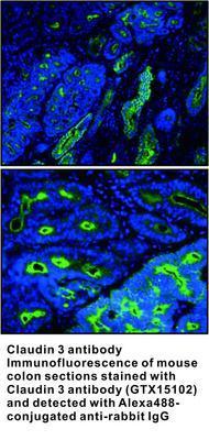 Claudin 3 antibody, GeneTex