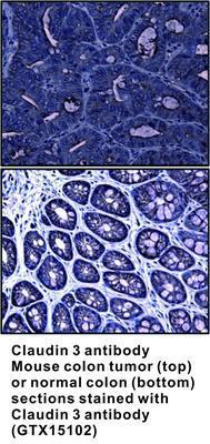 Claudin 3 antibody, GeneTex