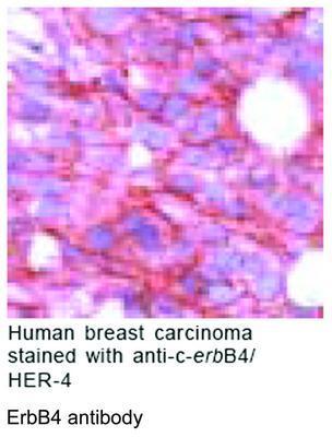 ErbB4 antibody, GeneTex