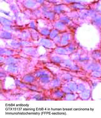 ErbB4 antibody, GeneTex