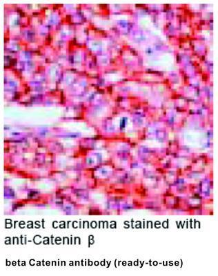 beta Catenin antibody (ready-to-use), GeneTex