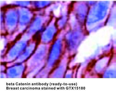 beta Catenin antibody (ready-to-use), GeneTex