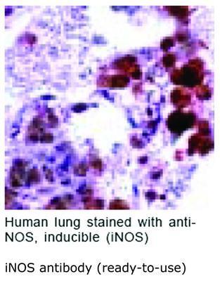 iNOS antibody (ready-to-use), GeneTex