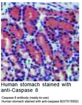 Caspase 8 antibody (ready-to-use), GeneTex