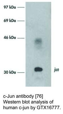 c-Jun antibody [76], GeneTex