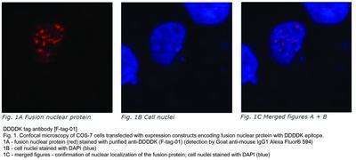 DDDDK tag antibody [F-tag-01], GeneTex