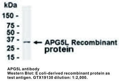 APG5L antibody, GeneTex