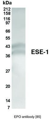 EPO antibody [85], GeneTex