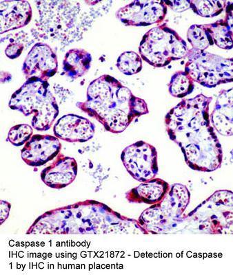 Caspase 1 antibody, GeneTex