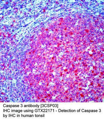 Caspase 3 antibody [3CSP03], GeneTex