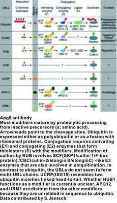 Apg8 antibody, GeneTex