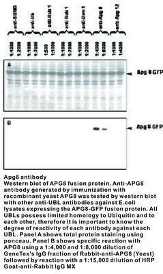 Apg8 antibody, GeneTex