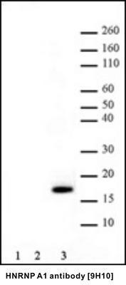 HNRNP A1 antibody [9H10], GeneTex