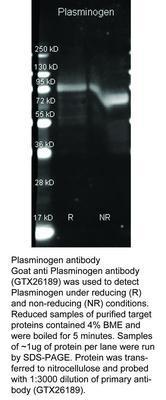 Plasminogen antibody, GeneTex