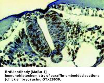 BrdU antibody [MoBu-1], GeneTex