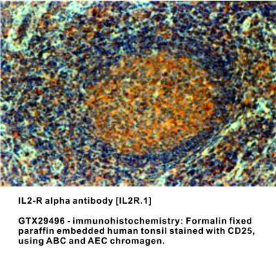 IL2-R alpha antibody [IL2R.1], GeneTex