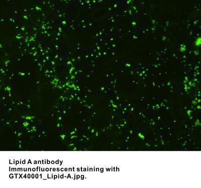 Lipid A antibody, GeneTex