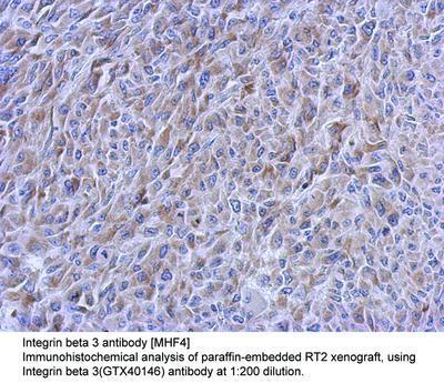 Integrin beta 3 antibody [MHF4], GeneTex